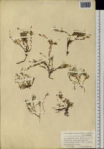 Cherleria arctica (Stev. ex Ser.) comb. ined., Siberia, Altai & Sayany Mountains (S2) (Russia)