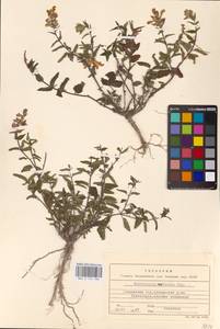 MHA 0 155 336, Scutellaria supina L., Eastern Europe, South Ukrainian region (E12) (Ukraine)