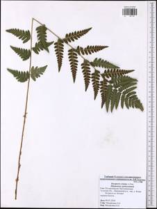 Dryopteris cristata (L.) A. Gray, Eastern Europe, Central region (E4) (Russia)