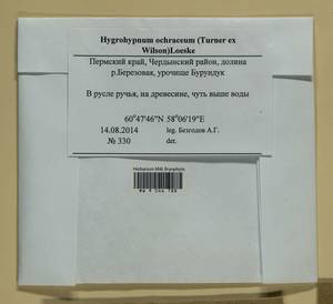 Hygrohypnella ochracea (Turner ex Wilson) Ignatov & Ignatova, Bryophytes, Bryophytes - Permsky Krai, Udmurt Republic, Sverdlovsk & Kirov Oblasts (B8) (Russia)