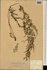 Odontosoria chinensis subsp. chinensis, South Asia, South Asia (Asia outside ex-Soviet states and Mongolia) (ASIA) (China)