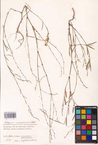 Polygonum patulum M.Bieb., Eastern Europe, Lower Volga region (E9) (Russia)