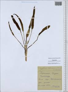 Eminium lehmannii (Bunge) Kuntze, Middle Asia, Karakum (M6) (Turkmenistan)