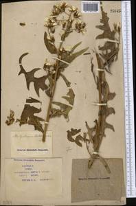 Lactuca tatarica (L.) C. A. Mey., Middle Asia, Syr-Darian deserts & Kyzylkum (M7) (Kazakhstan)