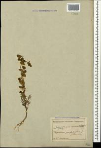 Lepidium perfoliatum L., Crimea (KRYM) (Russia)