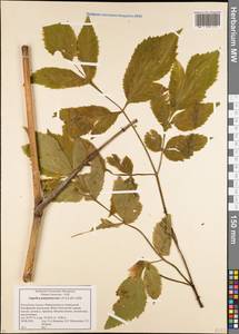 Xanthogalum purpurascens Avé-Lall., Caucasus, Krasnodar Krai & Adygea (K1a) (Russia)