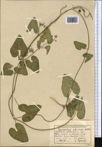 Cynanchum acutum subsp. sibiricum (Willd.) Rech. fil., Middle Asia, Muyunkumy, Balkhash & Betpak-Dala (M9) (Kazakhstan)