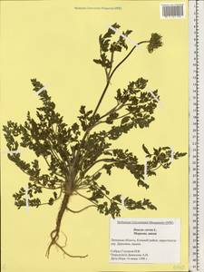 Daucus carota L., Eastern Europe, Central forest-and-steppe region (E6) (Russia)