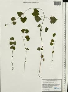 Glechoma hederacea L., Eastern Europe, Northern region (E1) (Russia)