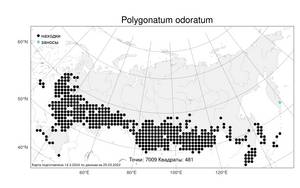Polygonatum odoratum (Mill.) Druce, Atlas of the Russian Flora (FLORUS) (Russia)