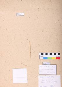 Elymus mutabilis (Drobow) Tzvelev, Siberia, Altai & Sayany Mountains (S2) (Russia)