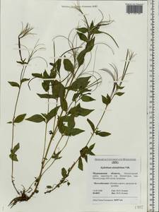 Epilobium alsinifolium Vill., Eastern Europe, Northern region (E1) (Russia)