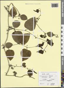 Smilax excelsa L., Caucasus, Krasnodar Krai & Adygea (K1a) (Russia)