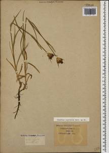Dianthus capitatus, Caucasus, Krasnodar Krai & Adygea (K1a) (Russia)