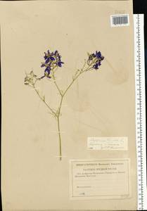 Delphinium consolida subsp. consolida, Eastern Europe, Central region (E4) (Russia)