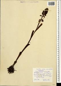 Neottia nidus-avis (L.) Rich., Caucasus, Stavropol Krai, Karachay-Cherkessia & Kabardino-Balkaria (K1b) (Russia)