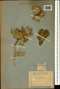 Eryngium giganteum M. Bieb., Caucasus, Stavropol Krai, Karachay-Cherkessia & Kabardino-Balkaria (K1b) (Russia)