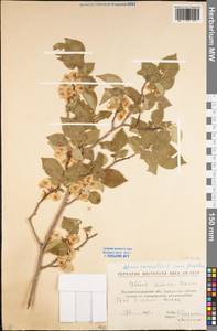 Ulmus minor Mill., Eastern Europe, North Ukrainian region (E11) (Ukraine)