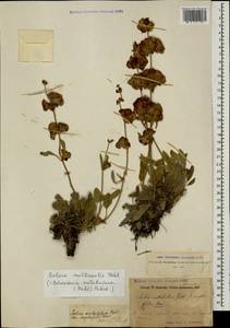 Salvia multicaulis Vahl, Caucasus, Armenia (K5) (Armenia)