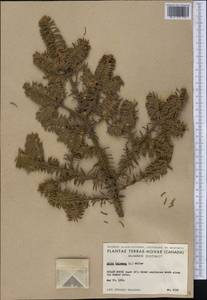 Abies balsamea (L.) Mill., America (AMER) (Canada)