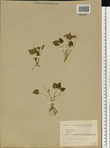 Viola selkirkii Pursh ex Goldie, Eastern Europe, Central region (E4) (Russia)