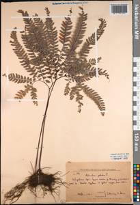 Adiantum pedatum L., Siberia, Russian Far East (S6) (Russia)