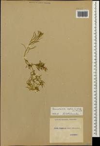 Descurainia sophia (L.) Webb ex Prantl, Caucasus, Georgia (K4) (Georgia)