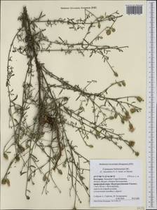 Centaurea australis Pancic ex A. Kern., Western Europe (EUR) (Bulgaria)