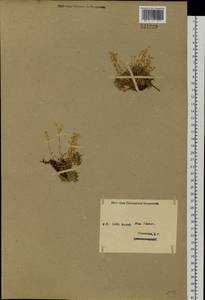 Cherleria arctica (Steven ex Ser.) A.J.Moore & Dillenb., Siberia, Western (Kazakhstan) Altai Mountains (S2a) (Kazakhstan)