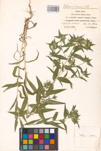 Collomia linearis Nutt., Eastern Europe, Eastern region (E10) (Russia)