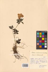 Trollius riederianus Fisch. & C. A. Mey., Siberia, Russian Far East (S6) (Russia)