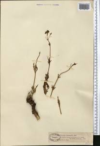 Patrinia intermedia (Hornem.) Roem. & Schult., Middle Asia, Muyunkumy, Balkhash & Betpak-Dala (M9) (Kazakhstan)