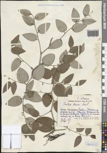 Smilax mairei H.Lév., South Asia, South Asia (Asia outside ex-Soviet states and Mongolia) (ASIA) (China)