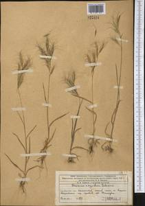 Bromus oxyodon Schrenk, Middle Asia, Western Tian Shan & Karatau (M3) (Kazakhstan)