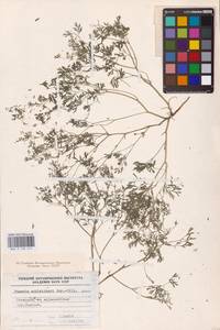 Fumaria schleicheri Soy.-Will., Eastern Europe, North Ukrainian region (E11) (Ukraine)