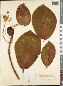 Magnoliopsida, Australia & Oceania (AUSTR) (French Polynesia)