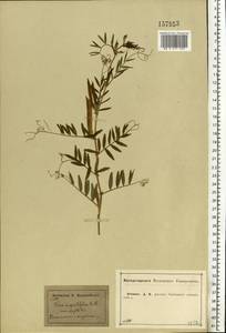 Vicia sativa subsp. nigra (L.)Ehrh., Eastern Europe, Central forest-and-steppe region (E6) (Russia)