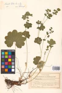 Alchemilla baltica Sam. ex Juz., Eastern Europe, Moscow region (E4a) (Russia)