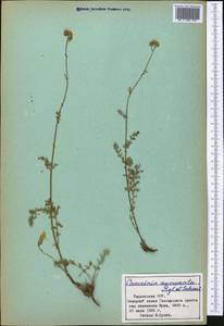 Tanacetopsis mucronata (Regel & Schmalh.) Kovalevsk., Middle Asia, Pamir & Pamiro-Alai (M2) (Tajikistan)