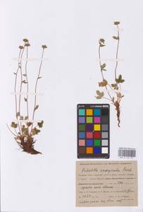 Potentilla hyparctica Malte, Siberia, Western Siberia (S1) (Russia)