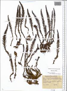 Hippuris ×lanceolata Retz., Siberia, Chukotka & Kamchatka (S7) (Russia)