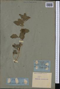 Marrubium vulgare L., Western Europe (EUR) (Not classified)