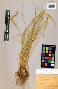 Elymus dahuricus Griseb., Siberia, Baikal & Transbaikal region (S4) (Russia)