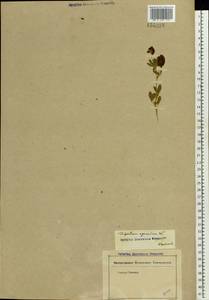 Trifolium aureum Pollich, Eastern Europe, Central forest-and-steppe region (E6) (Russia)