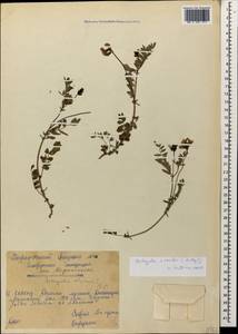 Astragalus oreades C. A. Meyer, Caucasus, Stavropol Krai, Karachay-Cherkessia & Kabardino-Balkaria (K1b) (Russia)