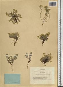 Odontarrhena obovata C. A. Mey., Siberia, Altai & Sayany Mountains (S2) (Russia)