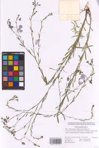 Linum austriacum L., Eastern Europe, Lower Volga region (E9) (Russia)