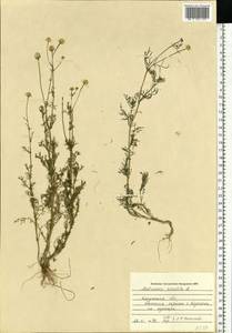 Matricaria chamomilla L., Eastern Europe, Central region (E4) (Russia)