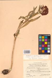 Hylotelephium telephium (L.) H.Ohba, Eastern Europe, West Ukrainian region (E13) (Ukraine)