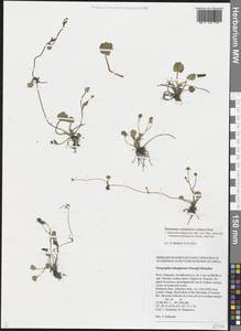 Halerpestes sarmentosus (Adams) Kom., Siberia, Altai & Sayany Mountains (S2) (Russia)